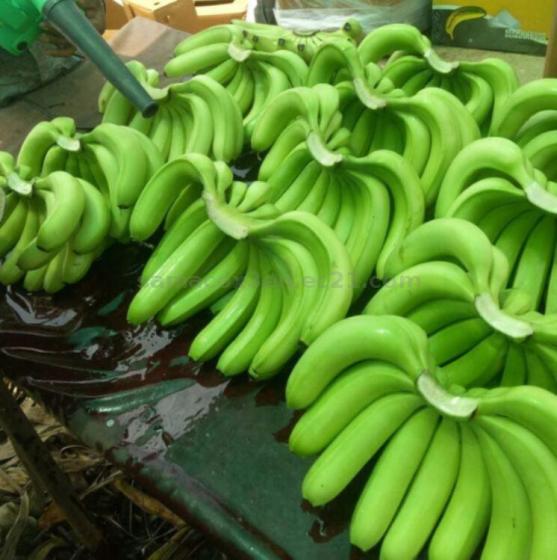 Ecuador Class A Green Cavendish Banana for Sale and Export.(id11351042