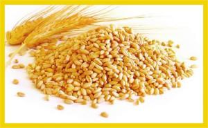 Wholesale grains: Grain - Wheat - Soya - Barely -