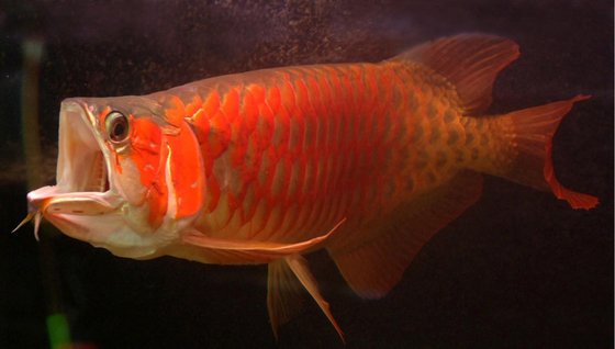Chilli Red Arowana Fish for Sale id 9531179 Buy 