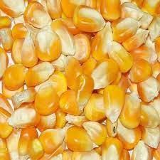 Sell White / yellow Maize