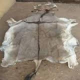 Wholesale salted dry donkey hides: Dry Salted Donkey Hides, Salted Sheep Skin, Salted Cow Skin, COW HORNS