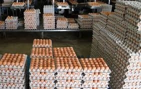 Wholesale Eggs: Fresh Brown Table Eggs / Hatching Eggs /Ostrich Eggs / Quail Eggs