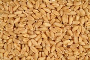 Wholesale wheat: Wheat, Durum Wheat Bulk Supply.