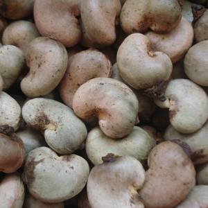 Wholesale snack food: Roasted and Raw Cashew Nuts Direct Supply.