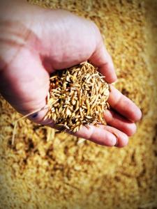 Wholesale animal oil: Wheat, Animal Wheat,Wheat Flour,Rapeseed, Corn, Barley,Soya Bean,Sunflower Oil, Corn Oil, Soybean Oi