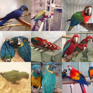 Wholesale quantity: amazons,Macaws,Cockatoos,African Greys and Fertile Eggs