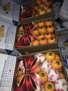 Wholesale carton: Egyptian Orange