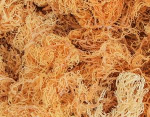 Wholesale irish: Sea Moss Irish Moss Eucheuma Cottonii Make Gel, Soap Sarah 84347587878
