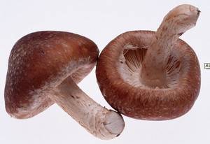 Wholesale dry shiitake mushroom: Shiitake Mushroom Extract