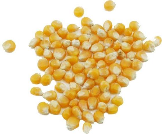 Sell yellow corn meal for animal feed