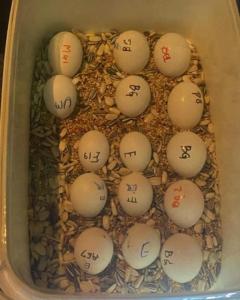 Wholesale Dairy: Parrot Eggs for Sale ,Canary Birds for Sale