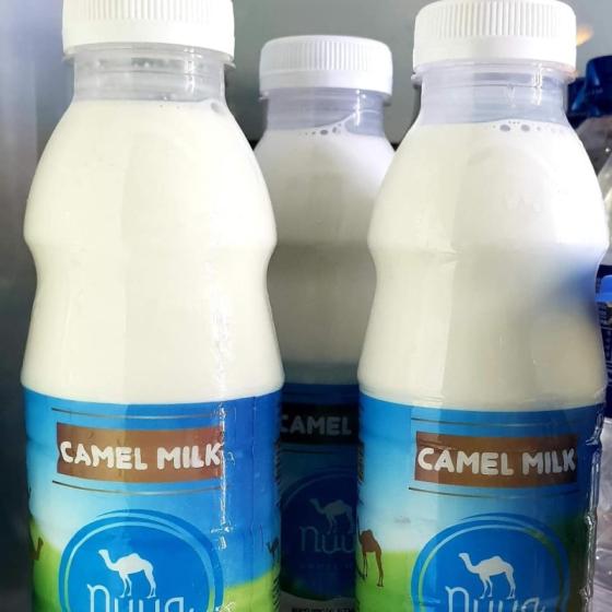 Camel Milk Id 11052294 Buy United Arab Emirates Pure Camel Milk Camel Milk Powder Raaw Camel Milk Ec21