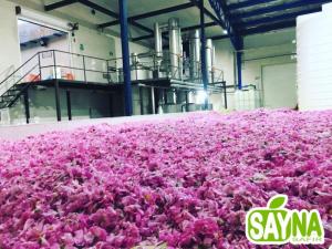 Wholesale factory price: Rose Water