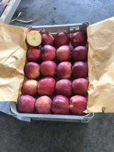 Wholesale com: Fresh Red Apple