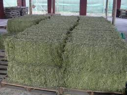 Quality Alfalfa Hay 