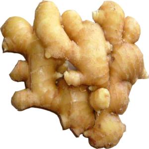 Wholesale vegetable ginger: Fresh Air-Dried Ginger