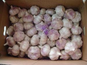 Wholesale l: Fresh Garlic