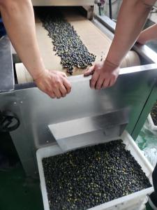 Wholesale canned kidney beans: Tunnel Belt Grain Roasting Machine,Chickpeas Roaster