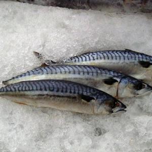 Wholesale doc: Frozen Mackerel Fish