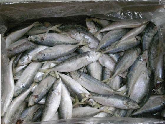 Frozen Horse Mackerel - Taizhou Tianjiu Aquatic Products Co.,Ltd