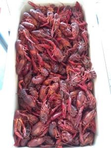 Wholesale Dried Food: Lobsters Fresh Chilled Lobster Frozen Lobsters