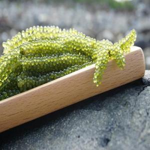 Wholesale dried eucheuma: 200 Gr Gold Marine Sea Grapes (Seaweed) From VIET NAM
