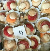 Wholesale Shellfish: Scallop Half Shell