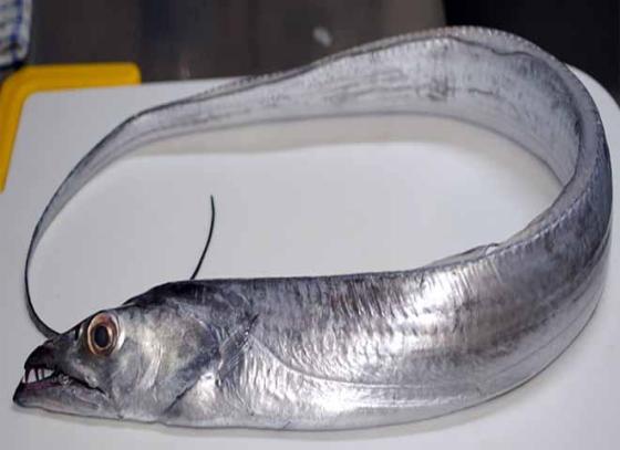 Sell Hooked Ribbon Fish, Frozen Hairtail, Belt Fish for Sale