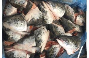 Wholesale Fish & Seafood: Frozen Atlantic Salmon Fish Heads for Sale (Wild Salmon Heads)