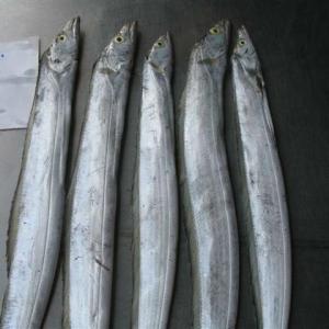 Wholesale bonito tuna fish: Hooked Ribbon Fish, Frozen Hairtail, Belt Fish for Sale