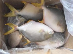 Wholesale wholesale: Frozen Red Pomfret Fish, Golden Pompano, Black Pomfret and Silver Pomfret Fish