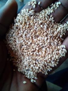 Wholesale Oil Seeds: White Sesame Seeds