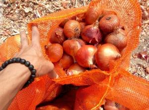 Wholesale fresh: Red and White Onions