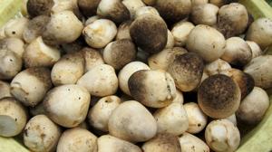 Wholesale fresh mushroom: Fresh Straw Mushroom Ms.Selena +84906086