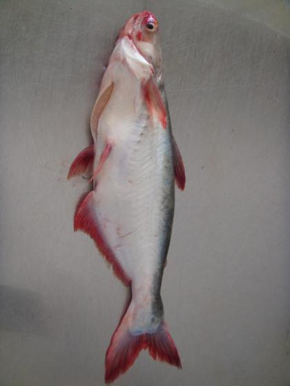 pangasius fish - Selling Leads for pangasius fish - Manufacturers