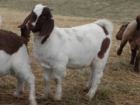 Sell 100% Full Blood Boer Goats, Live Sheep, Cattle, Lambs and Cows 