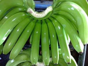 Wholesale fresh fruits: Highest Quality Bananas