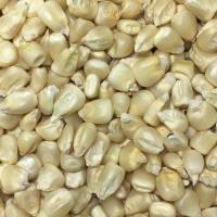 Sell NON GMO WHITE CORN (maize) HUMAN CONSUMPTION