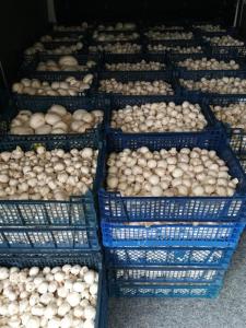Wholesale Fresh Mushrooms: Champignon Mushroom (Whites),  Shiitake, Oyster and Dried Morel Mushrooms Fresh, Dried and Frozen