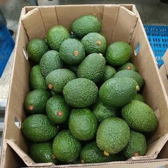 Sell Fresh Avocadoes