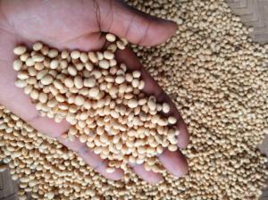 Wholesale Bean Products: Soybean