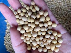 Wholesale styling: Non-Gmo Soybean Seed