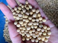 Non-Gmo Soybean Seed