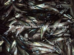 Wholesale scomber japonicus fish: MACKEREL(Scomber Japonicus) Fresh Frozen Fish Seafoods