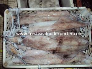 Wholesale frozen seafood: Frozen Squid Loligo Vulgaris Fresh Seafoods Suppliers
