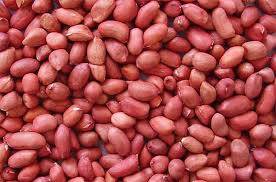 Wholesale peanut: Peanuts