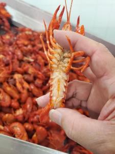 Wholesale crab meat: Lobsters Tail and Slipper Lobsters, Frozen Lobsters