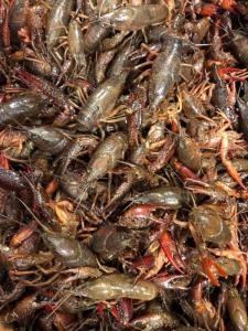 Wholesale Dried Food: Live Lobsters Fresh Chilled Lobster Frozen Lobsters