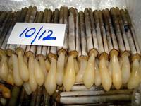 Buy Frozen Whole Razor Shell/ Razor Clam 