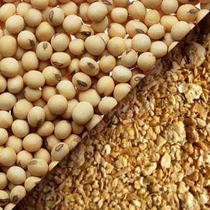 Sell soybean meal / soybean
